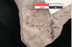 Foto (Detailansicht) von Dryandra comptoniaefolia Ettingshausen (NHMW-GEO-2024-0188-10184)
